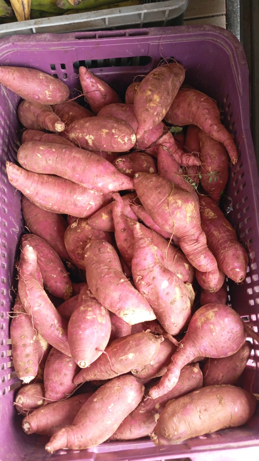 Batata Doce