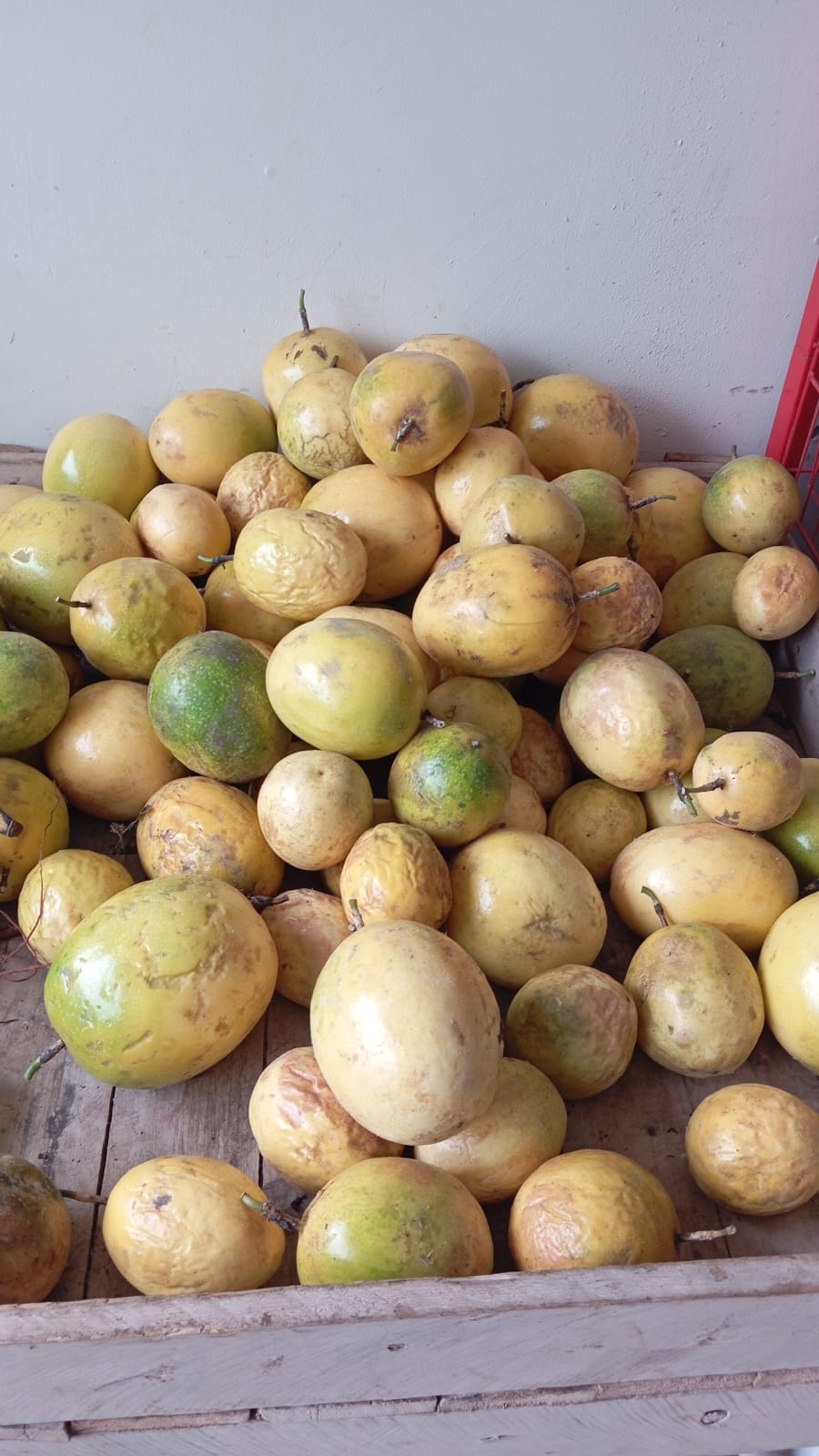 Maracujas